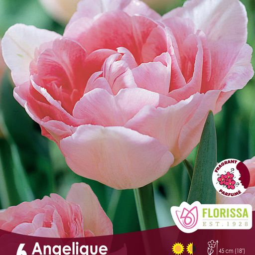 Tulip Angelique