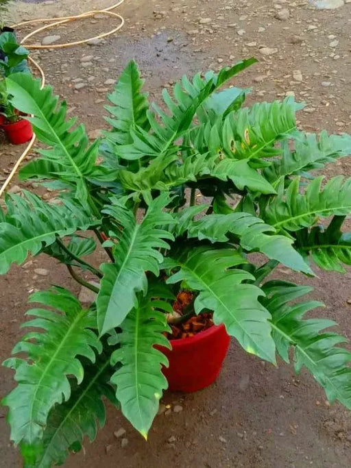 Philodendron Narrow Escape