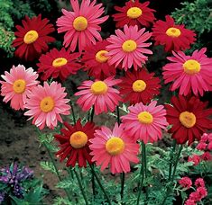 Daisy seeds - Seed Packet