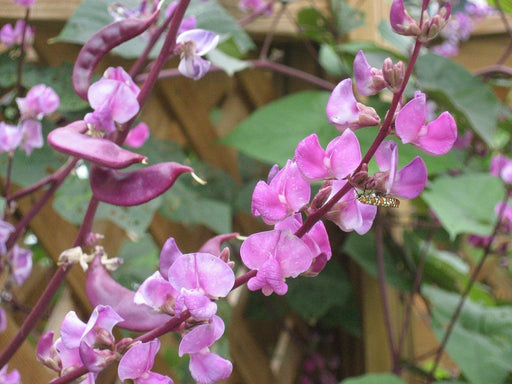 Hyacinth Bean Seeds - Seed Packets